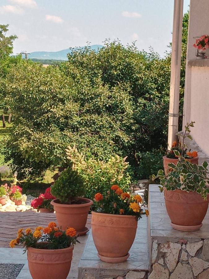 Tokaj Hill Panorama Guesthouse Szerencs Buitenkant foto
