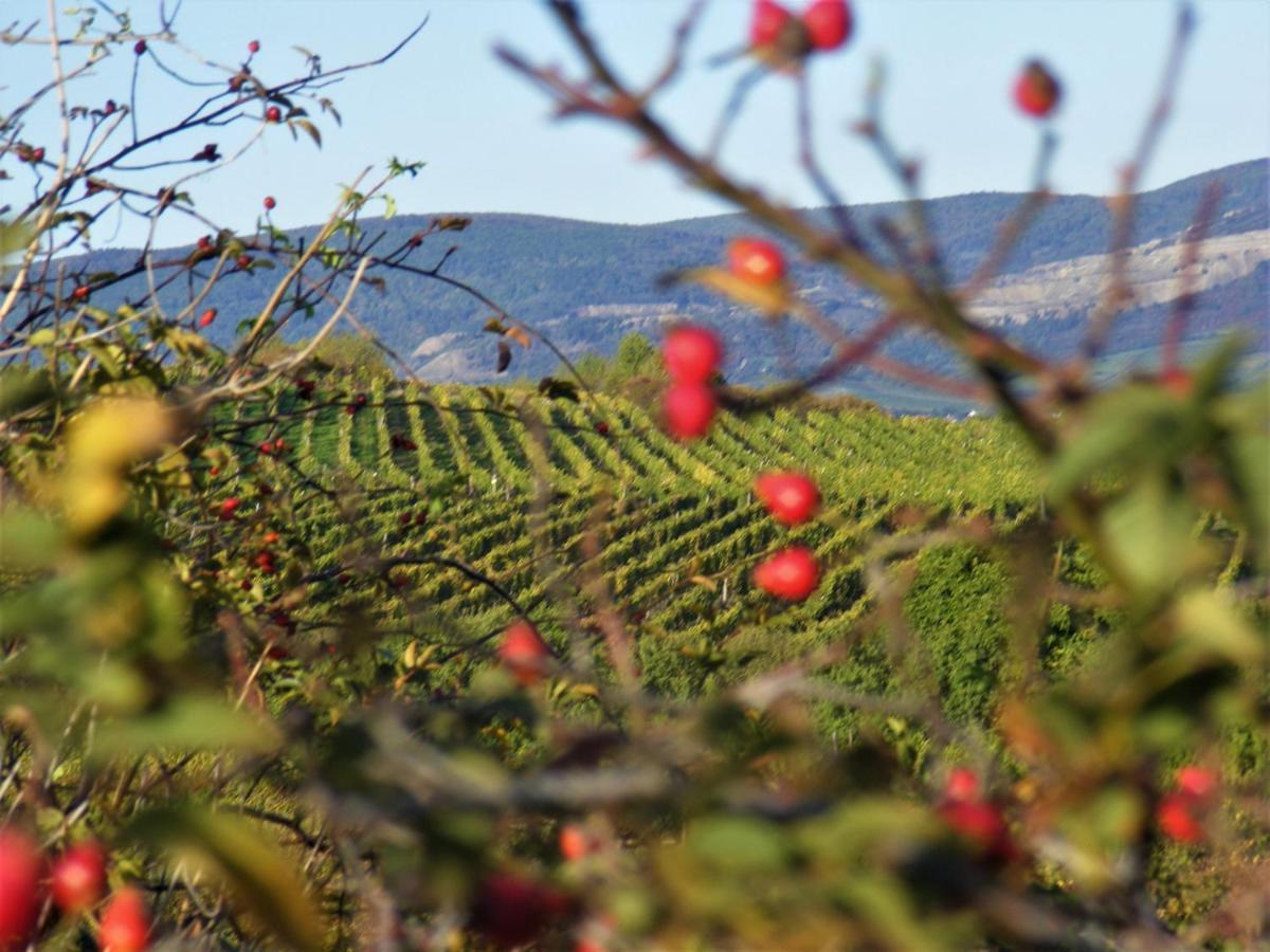 Tokaj Hill Panorama Guesthouse Szerencs Buitenkant foto