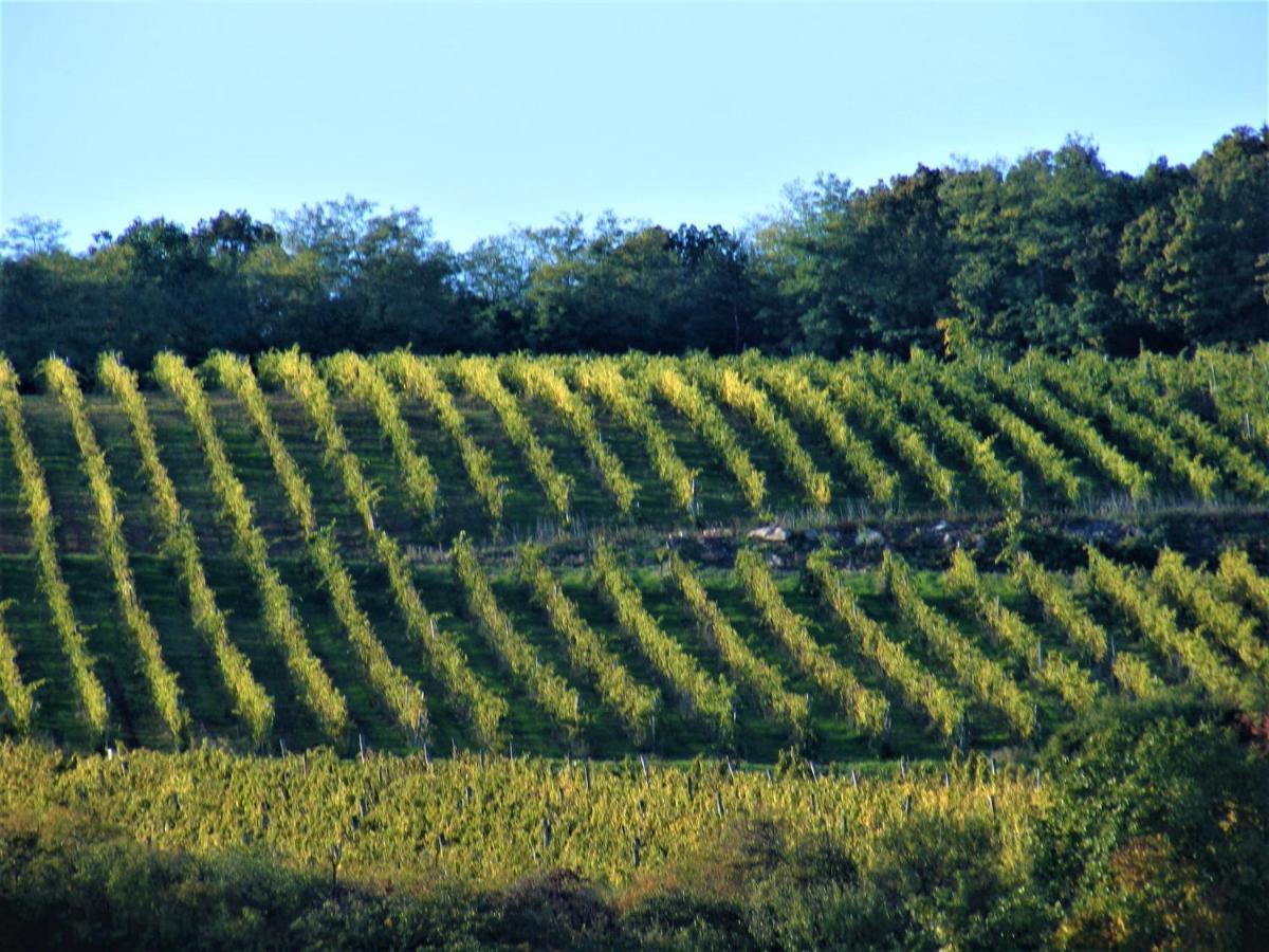 Tokaj Hill Panorama Guesthouse Szerencs Buitenkant foto