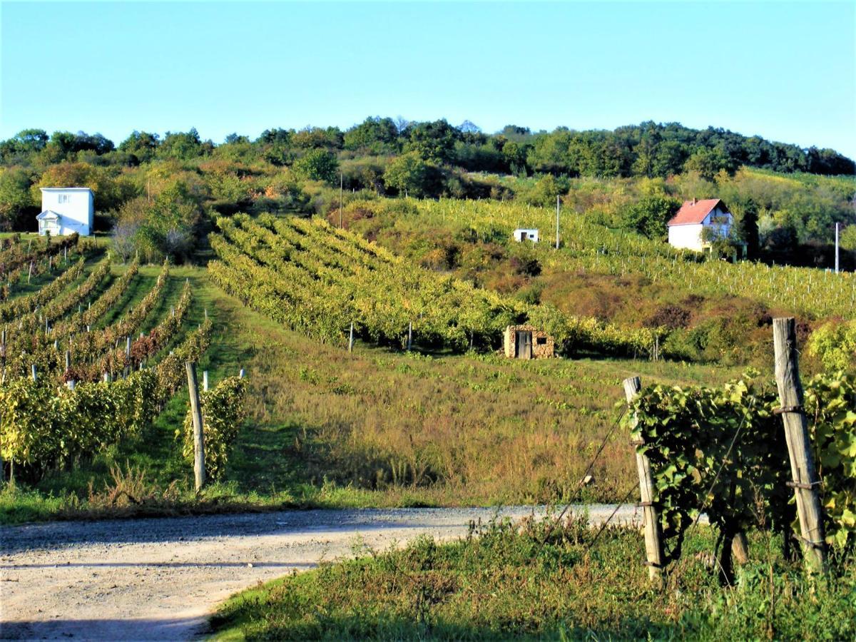 Tokaj Hill Panorama Guesthouse Szerencs Buitenkant foto
